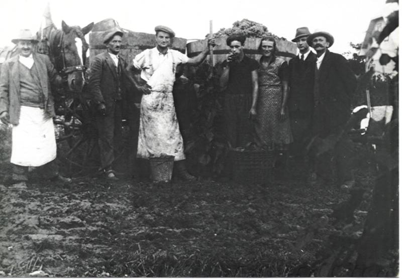 Weinlese um 1930