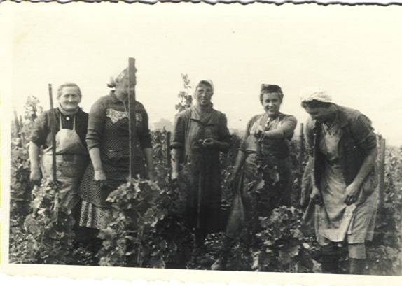 Weingartenarbeit um 1950 - rechts im Bild Aloisia Auer