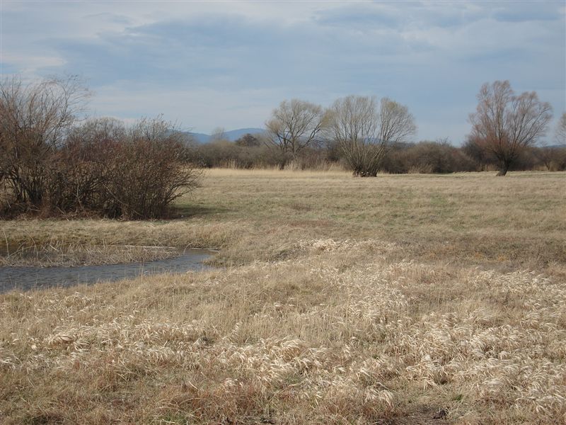 Naturdenkmal vor dem Erwachen