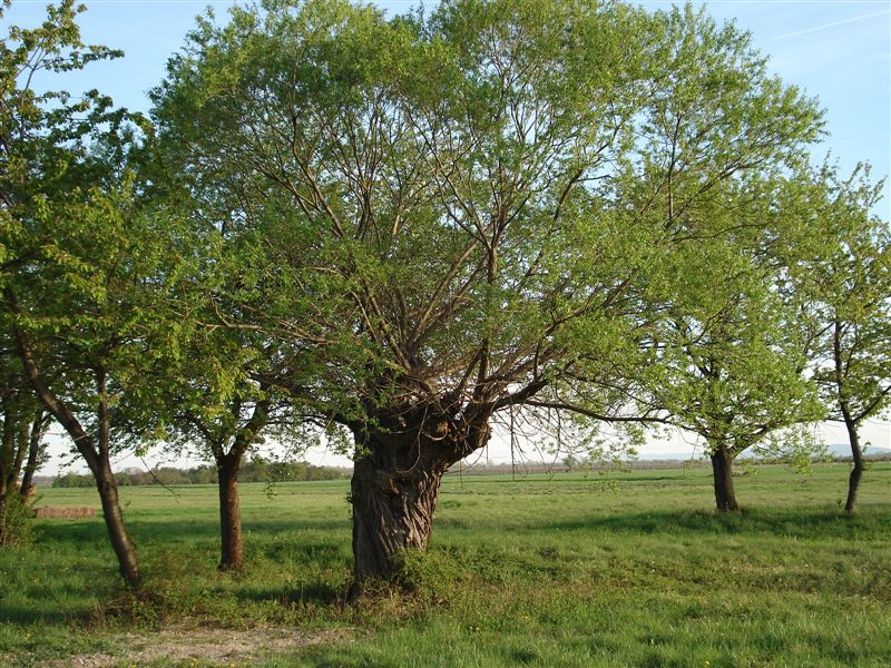 200-jhrige Kopfweide