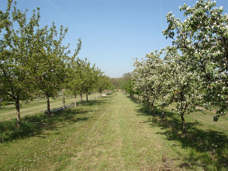 Obstgarten zur Schnapsgewinnung (Marille, Quitte, Asperl, Apfel, Dirndl,..)