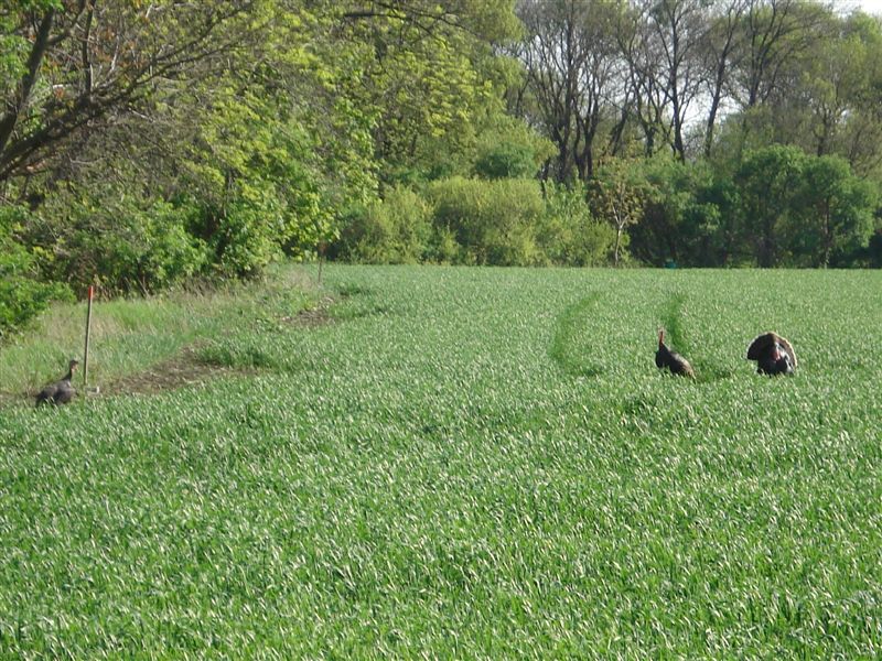 Wildputen am Waldrand