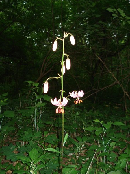 Seltene Trkenbund-Lilie