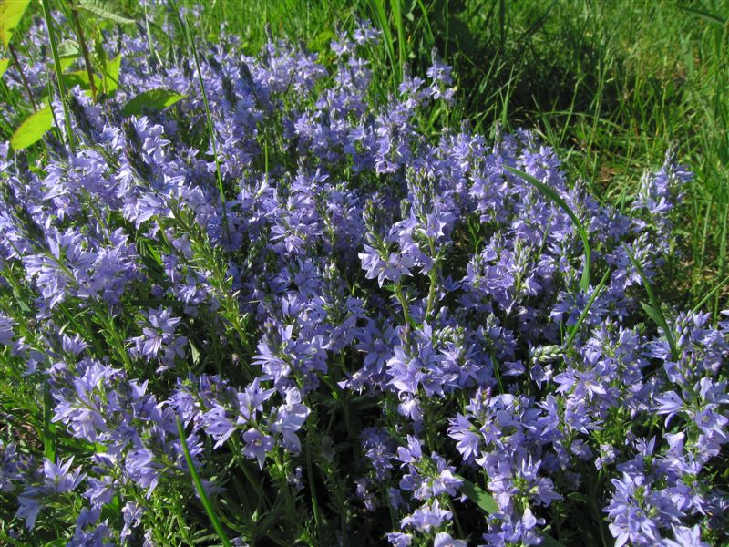 Foto DI Alfred Steiner