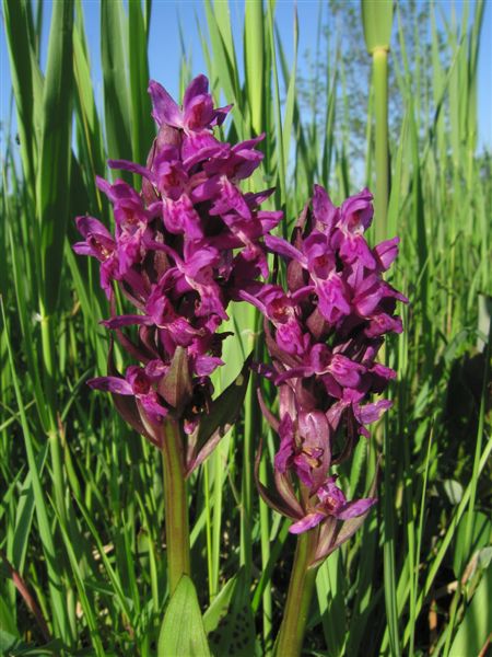Breitblttriges Knabenkraut (Orchidee) - Foto DI Alfred Steiner