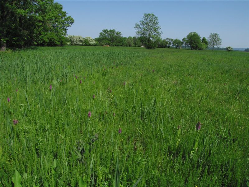 Blhende Orchideenwiese (Fleischfarbenes Knabenkraut) - Foto DI Alfred Steiner