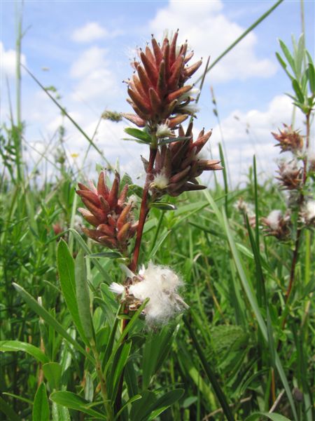 Foto DI Alfred Steiner