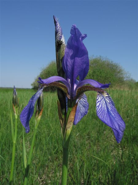 Sibirische Schwertlilie - Foto DI Alfred Steiner