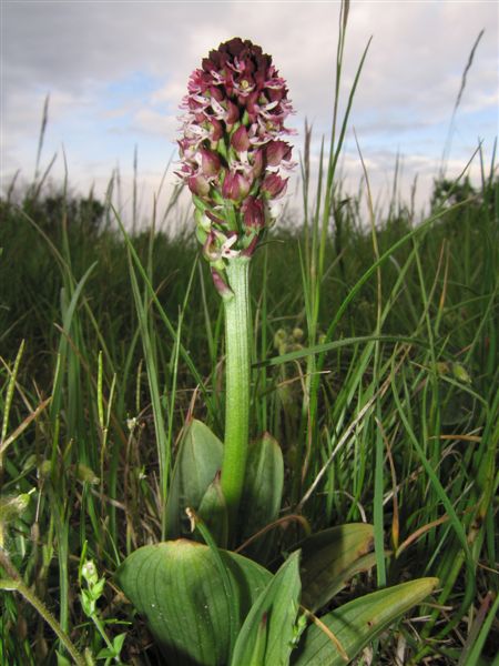 Brand-Knabenkraut (Orchidee) - Foto DI Alfred Steiner